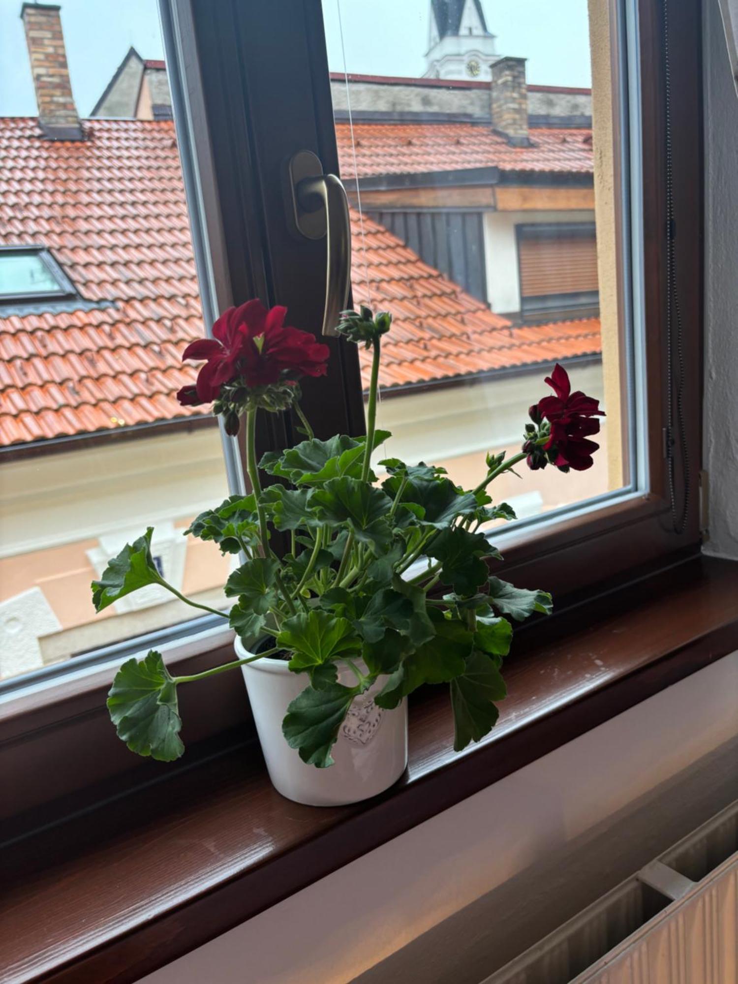Penzion Pohadka Trebon Bagian luar foto